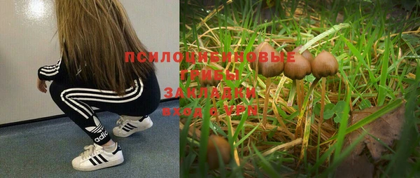 амф Аркадак